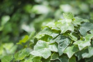 空気清浄効果のある観葉植物 ５選 Replye リプライエ